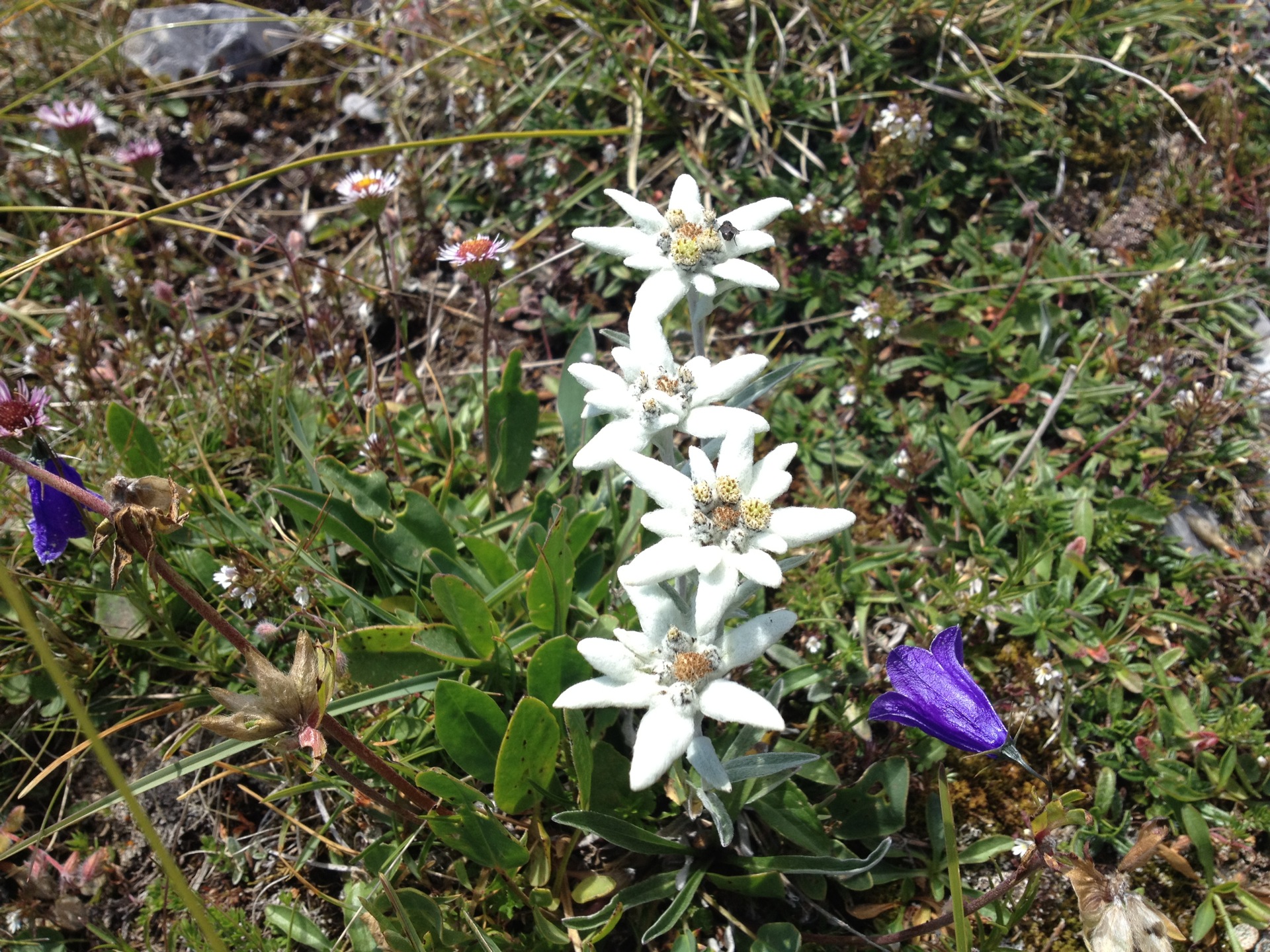 Edelweiss wohin das Auge reicht